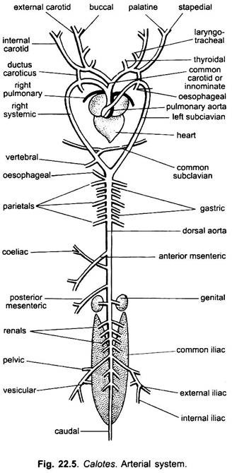 Arterial System