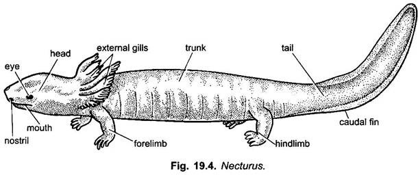 Necturus