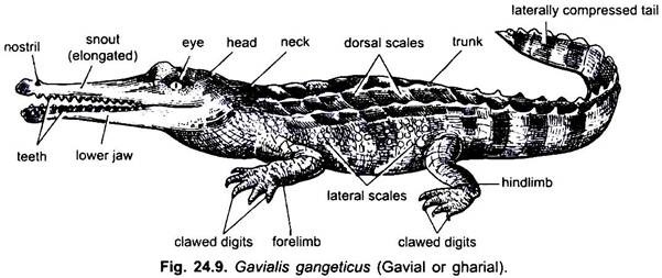 Gavialls Gangeticus