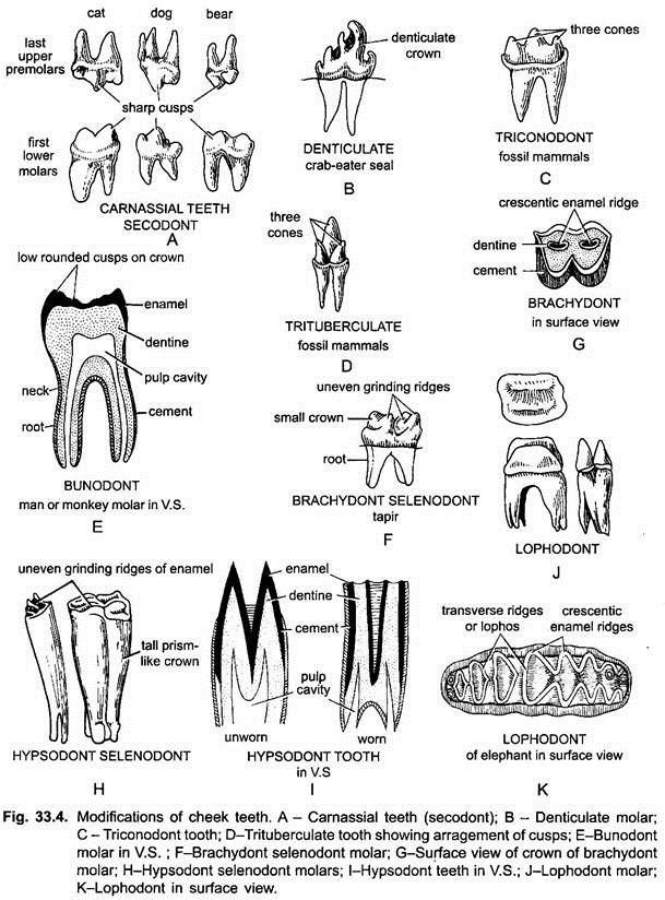 3 Main Types of Teeth Found in Mammals | Vertebrates | Chordata | Zoology