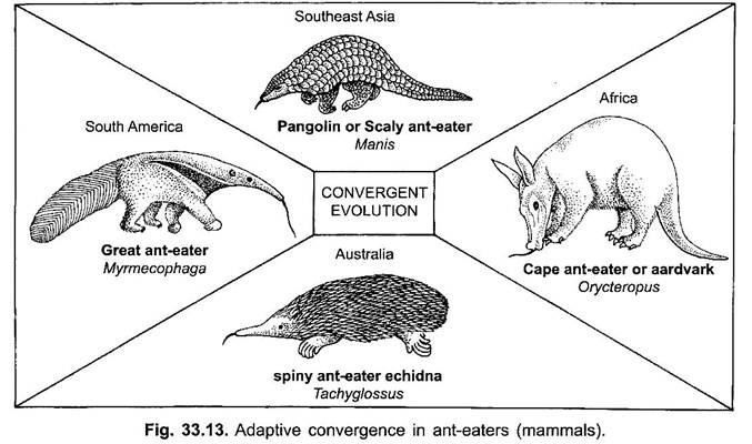 Adaptive Convergence in Ant-Eaters