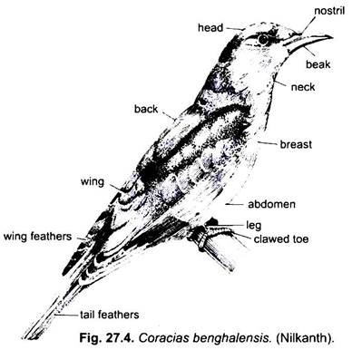 Coracias Benghalensis