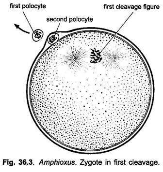 Zygote in First Cleavage