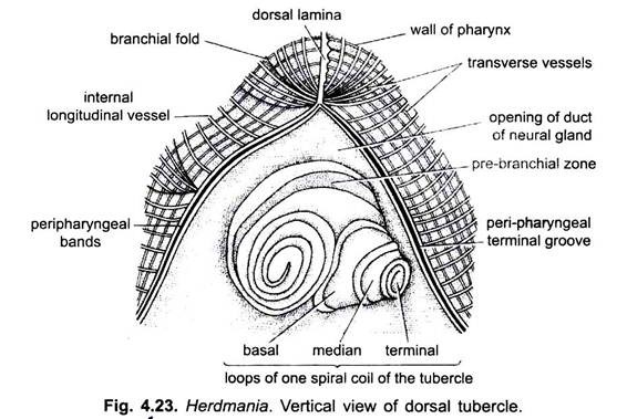 Vertical View of Dorsal Tubercel