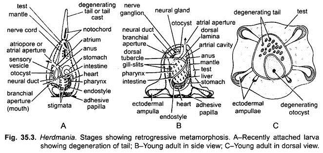 Stages Showing Retrogressive Metamorphosis