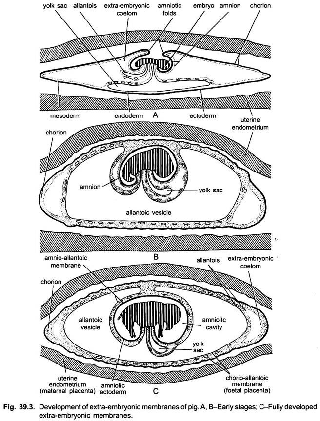 Development of Extra-Embryonic Membranes of Pig