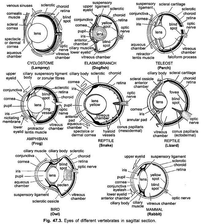 Eyes of Different Vertebrates in Sagittal Section