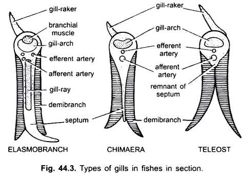 Types of Gills in Fishes in Section