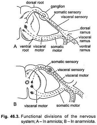 Functional Divisions of the Nervous System