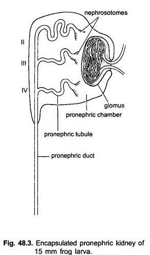 Encapsulated Pronephric Kidney of 15 mm Frog Larva