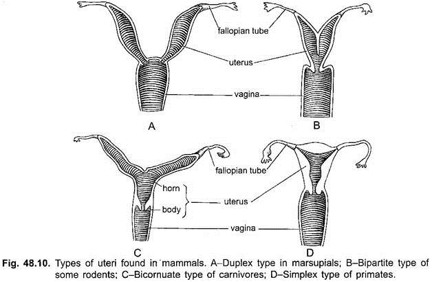 Types of Uteri Found in Mammals
