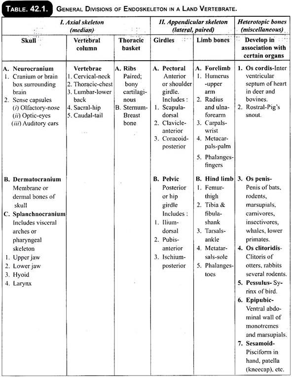 General Divisions of Endoskeleton in a Land Vertebrate