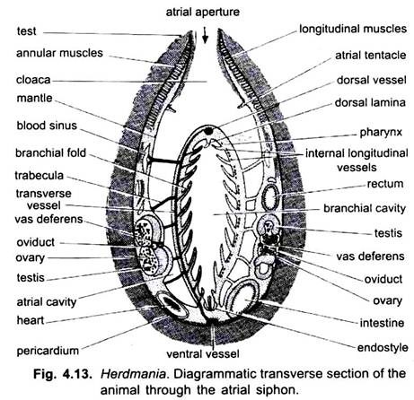 Transverse Section of the Animal through the Atrial Siphon