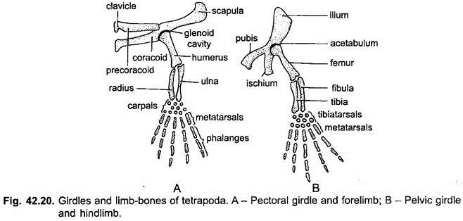 Girdles and Limb-Bones of Tetrapoda