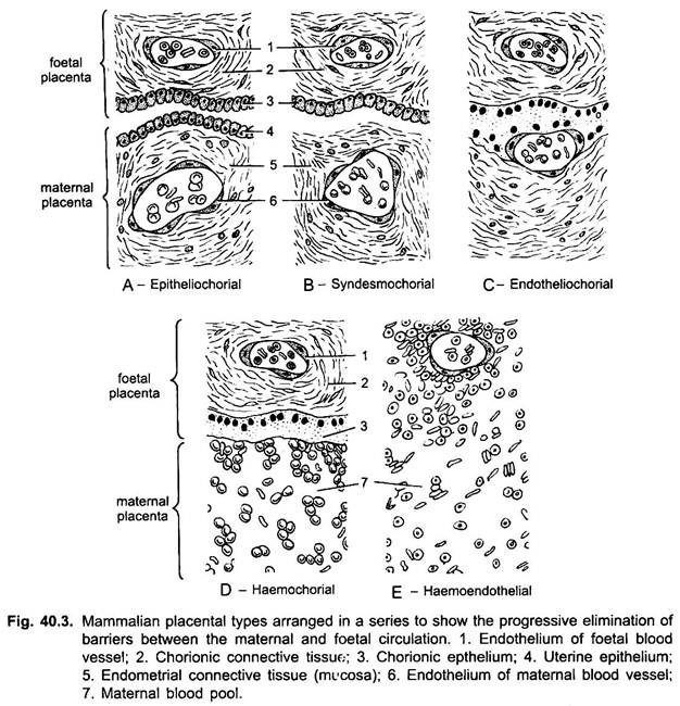 Mammalian Placental Types Arranged in a Series