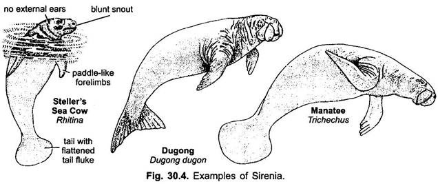 Examples of Sirenia