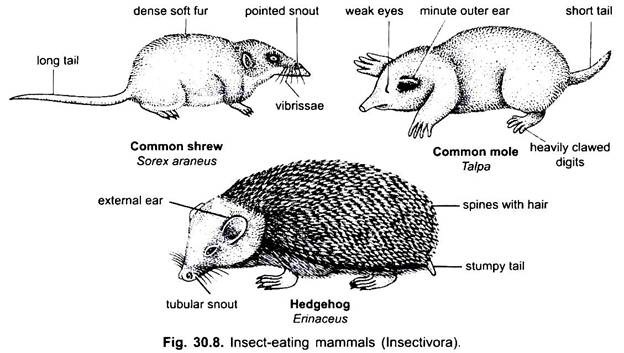Insect-Eating Mammals
