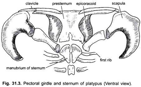 Pectoral Girdle and Sternum of Platypus