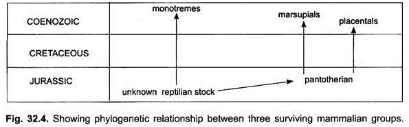 Showing Phylogenetic Relationship between Three Surviving Mammalian Groups