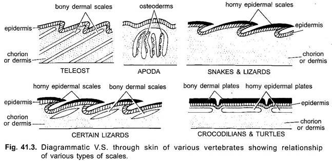 Diagrammatic V.S. through Skin of Various Vertebrates