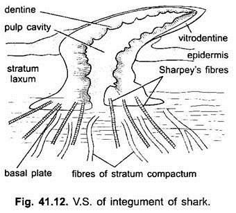 V.S. of Integument of Shark