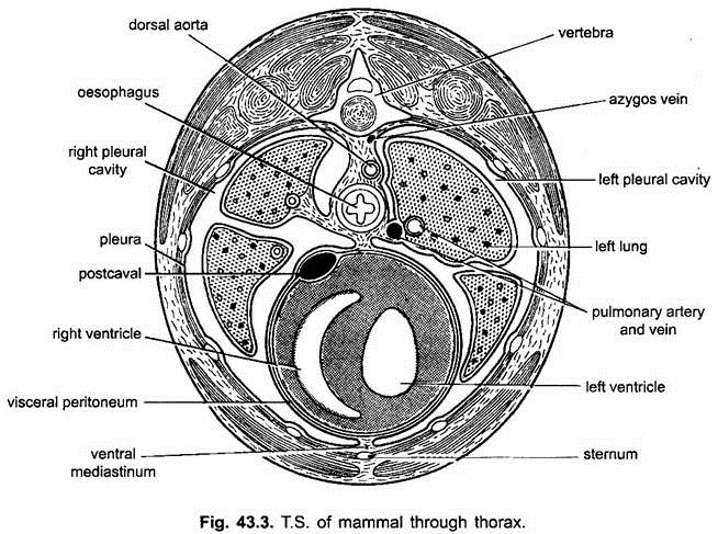 T.S. of Mammal through Thorax