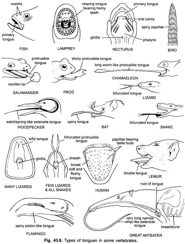 Types of Tongues in Some Vertebrates