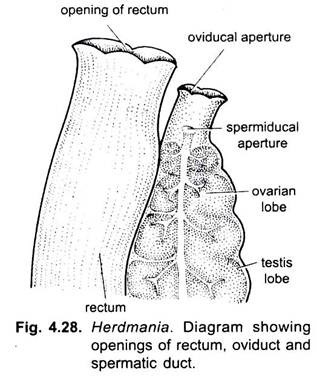 Openings of Rectum, Oviduct and Spermatic Duct