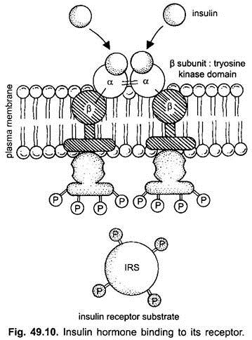 Insulin Hormone Binding to its Receptor