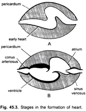 Stages in the Formation of Heart