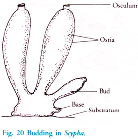 Budding in Scypha