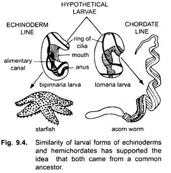 Similarity of Larval Forms of Echinoderms and Hemichordates has Supported the Idea that both came from a Common Ancestor
