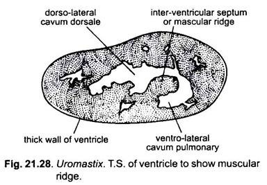 T.S. of Ventricle to Show Muscular Ridge