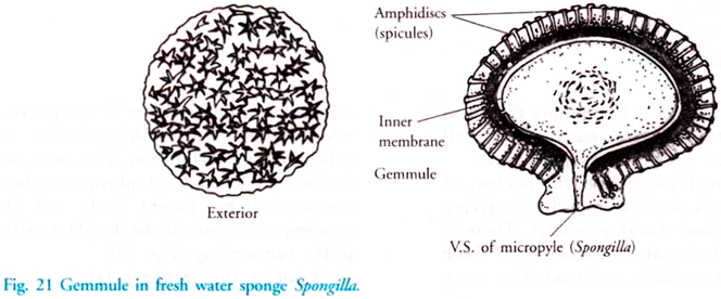 Gemmule in Fresh Water Sponge Spongilla
