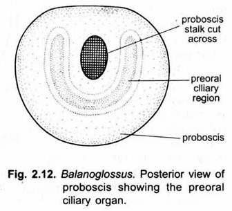 Posterior View of Proboscis