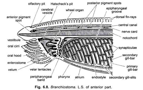 L.S. of Anterior Part