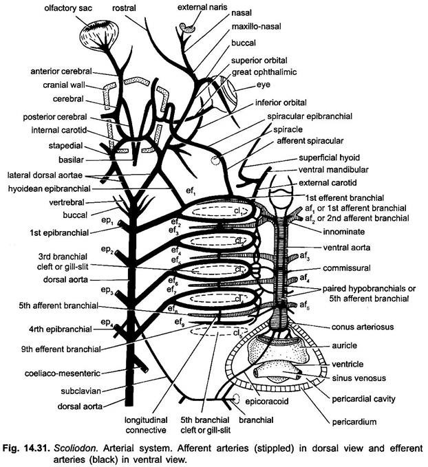 Arterial System