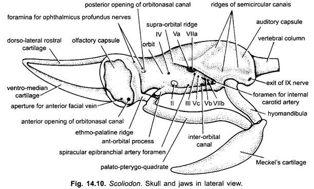 Skull and Jaws in Lateral View