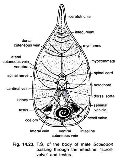 T.S. of the Body of Male Scoliodon 