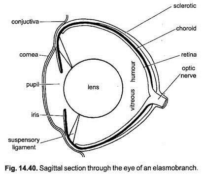 Sagittal Section through the Eye of an Elasmobranch