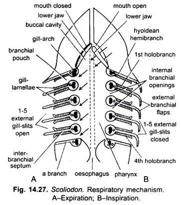 Respiratory Mechanism