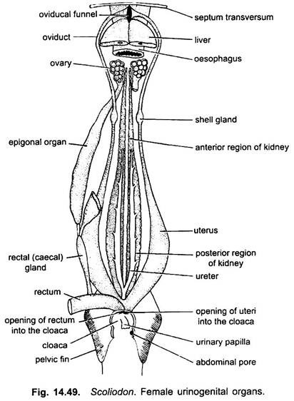 Female Urinogenital Organs