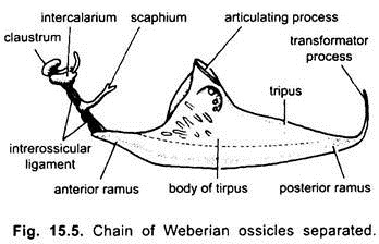 Chain of Weberian Ossicles Separated