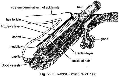 Structure of Hair