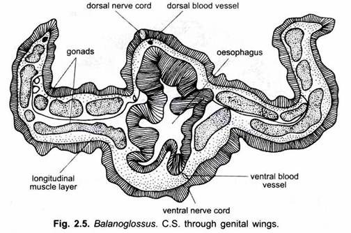 C.S. through Genital Wings