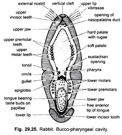 Bucco-Pharyngeal Cavity