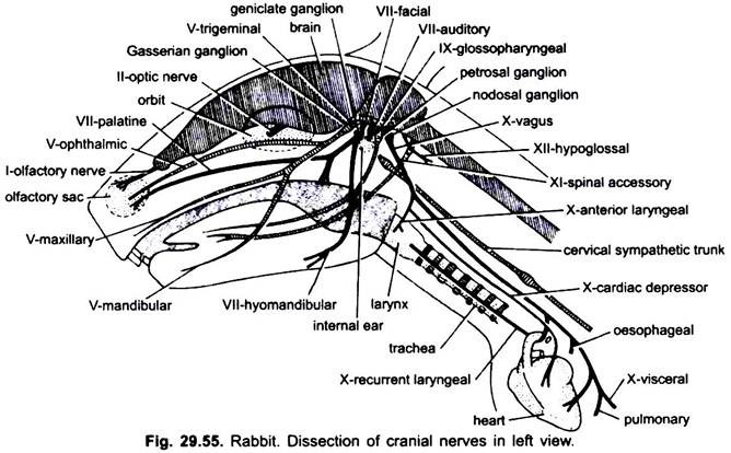 Dissection of Cranial Nerves in Left View
