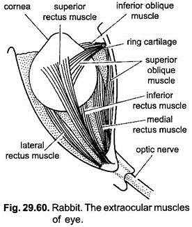 Extraocular Muscles of Eye