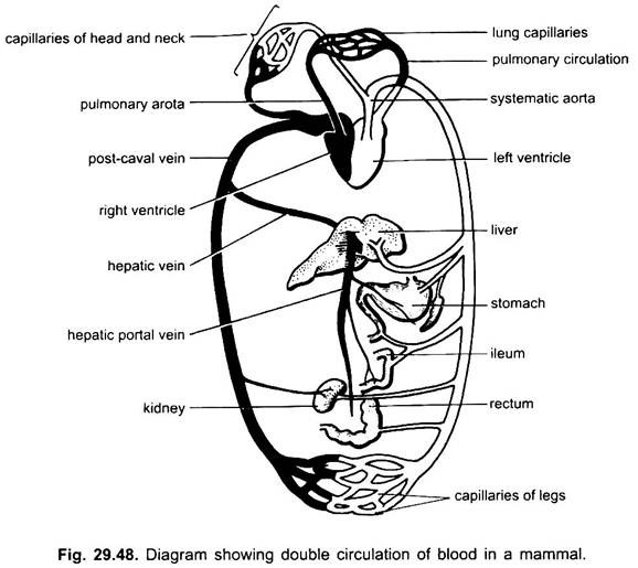 Diagram Showing Double Circulation of Blood in a Mammal