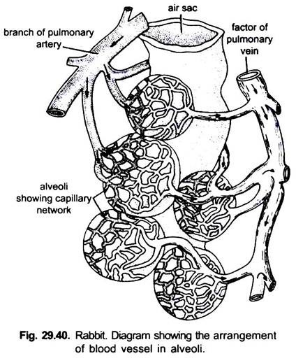 Diagram Showing the Arrangement of Blood Vessel in Alveoli